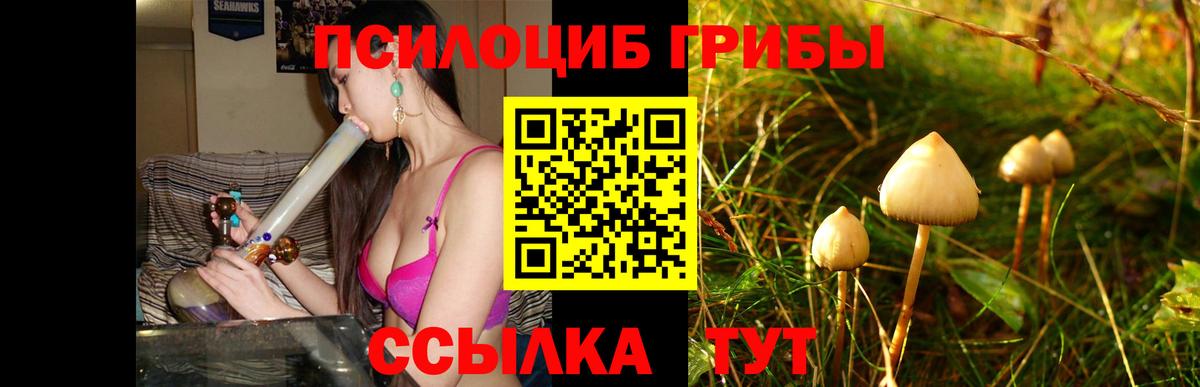 Псилоцибиновые грибы Psilocybe Дивногорск